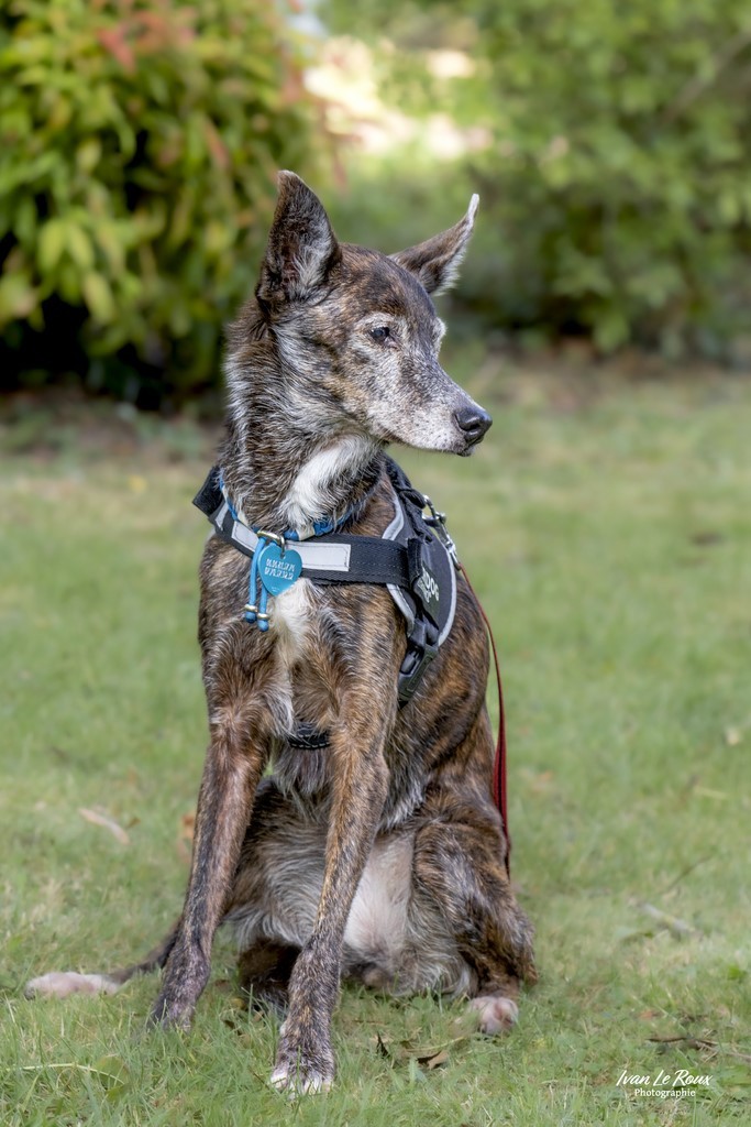Beaumont-le-Roger club canin