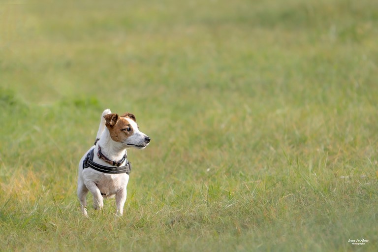 Photo de chien