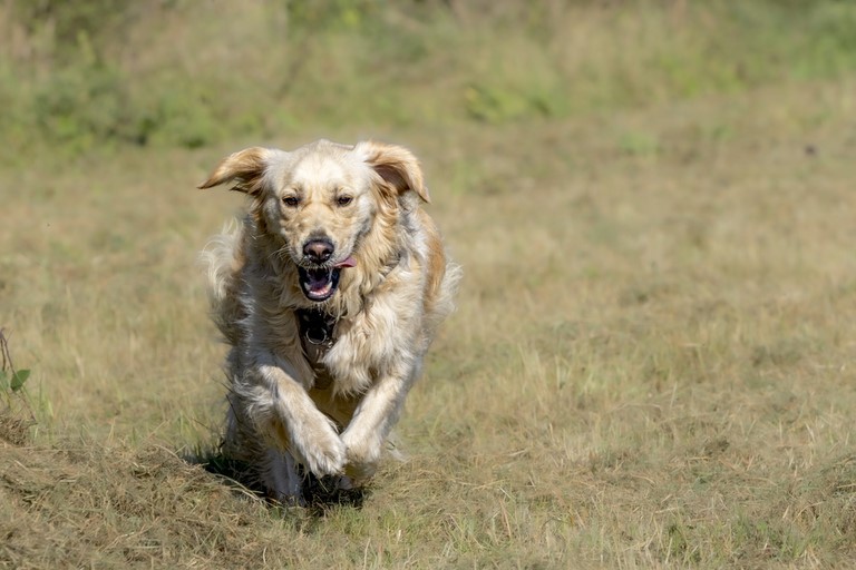 chien qui saute