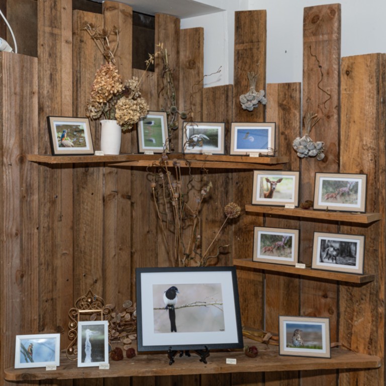 Exposition la faune normande