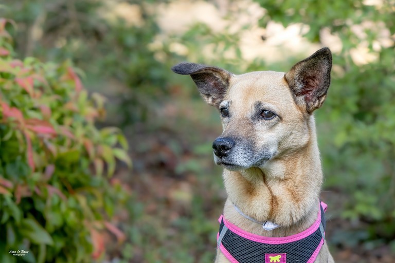 Portrait de chien