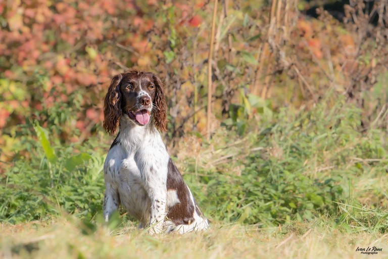 Chien de chasse