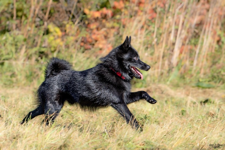 Schipperke
