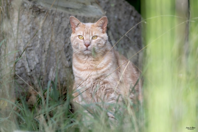 Chat "Noé" portrait
