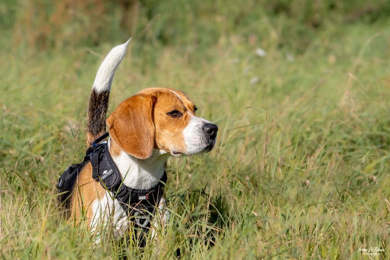 Chien journée de woof