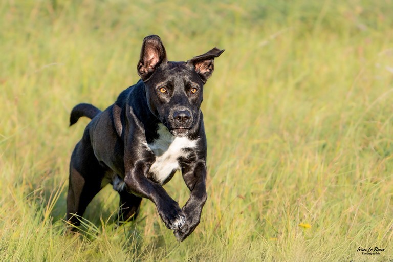 Chien en action