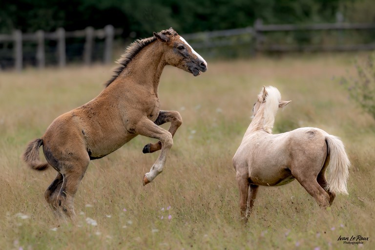 Cheval cabré dans le pré