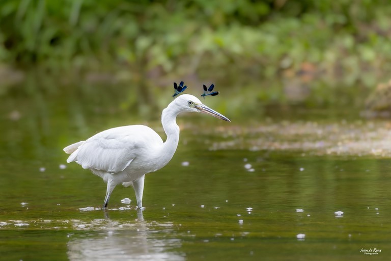 thème des "Oiseaux des zones humides