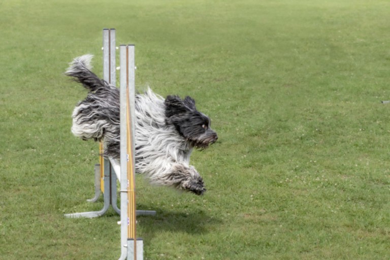 Agility