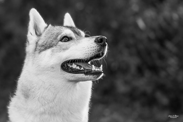 Husky portrait