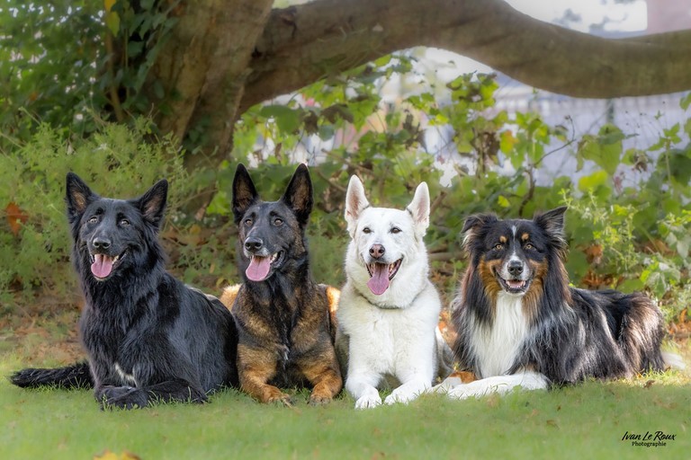 Quatre chien couché