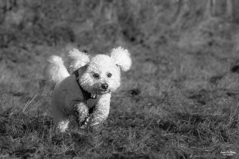 Bichon frisé