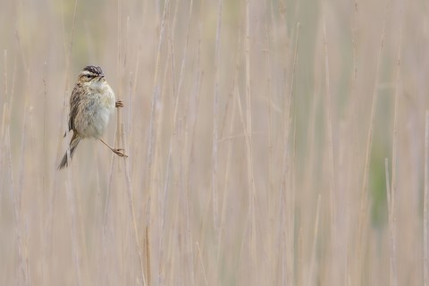 Phragmite des joncs carte postale