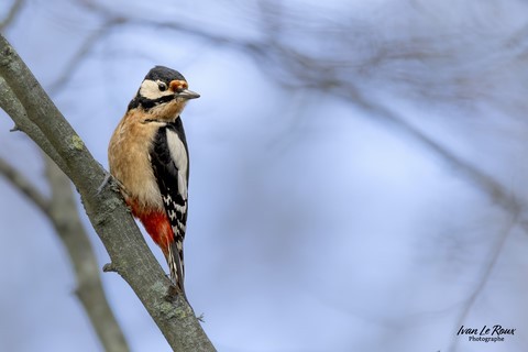 Pic épeiche  dans le jardin - Romilly-la-Puthenaye (27) Photographe Ivan Le Roux